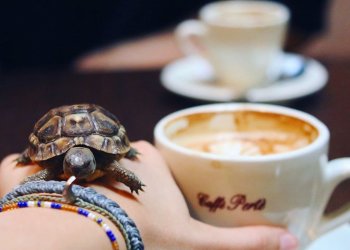 5 Trendiest Coffee Shops in Budapest