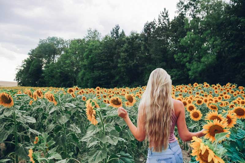 sunflower field