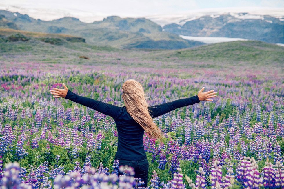 flower fields in iceland