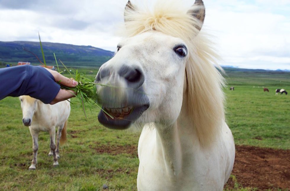 feeding iceland pony