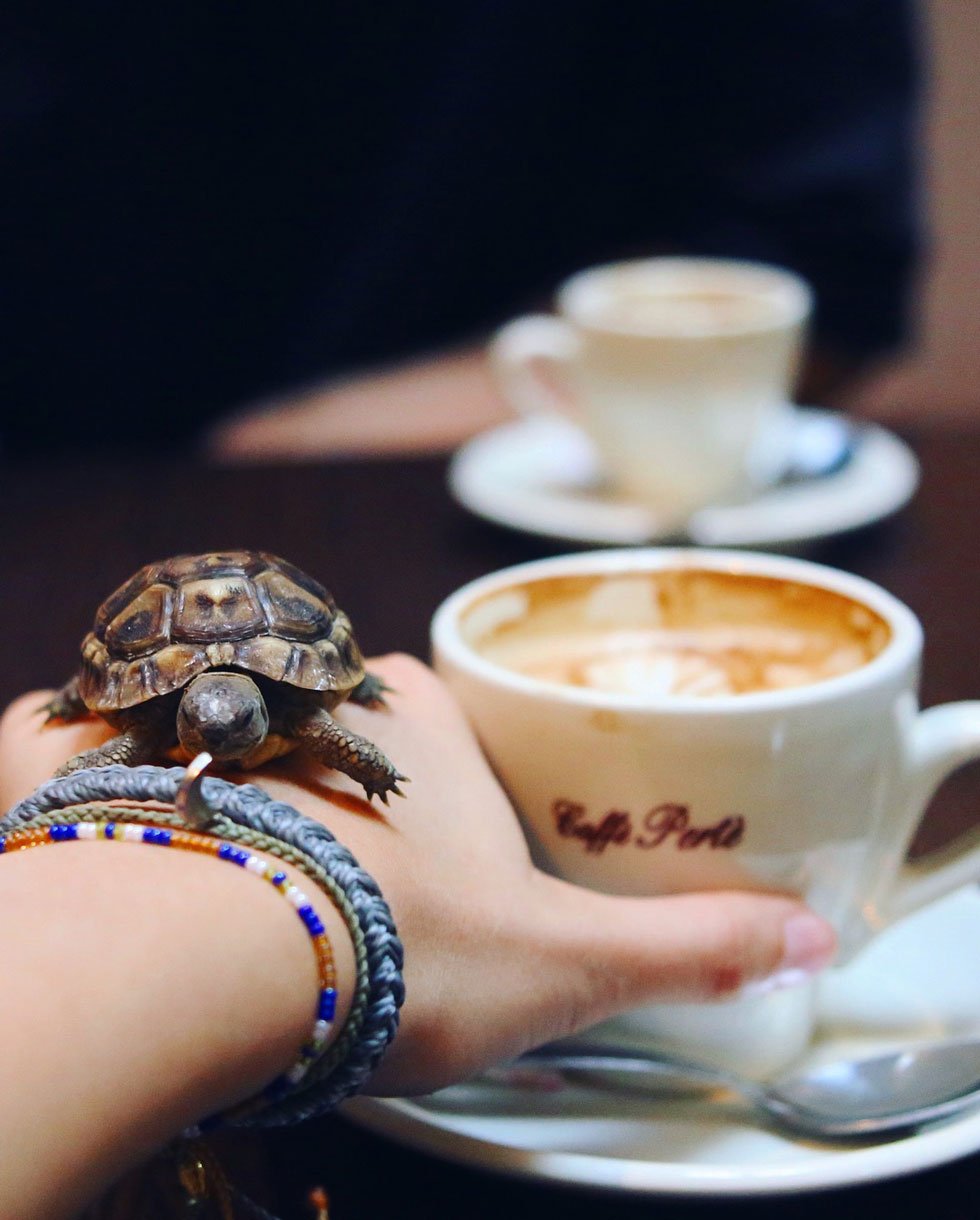 think gypsy at zoo cafe in budapest