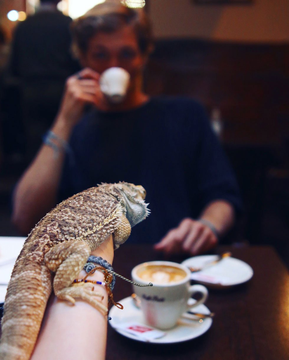 think gypsy with lizard at zoo cafe